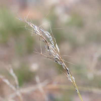 Austrostipa setacea, photographed by Kym Nicolson