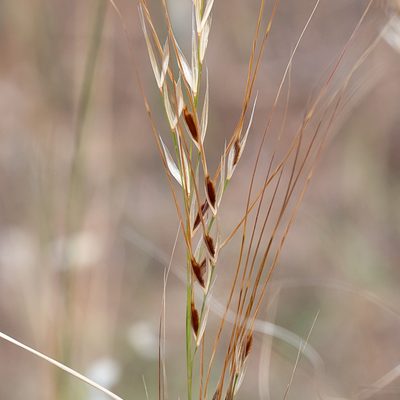 Austrostipa eremophila, photographed by Kym Nicolson