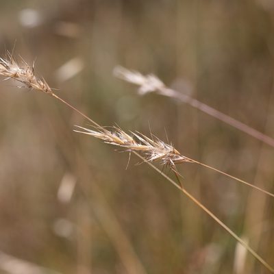 Rytidosperma caespitosum, photographed by Kym Nicolson