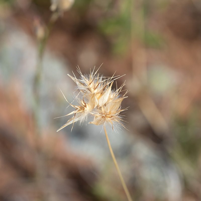 Rytidosperma auriculatum, photographed by Kym Nicolson