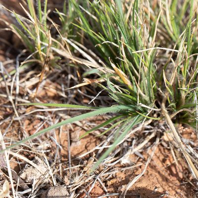 Rytidosperma auriculatum, photographed by Kym Nicolson