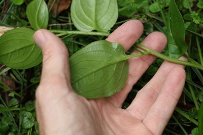 Hackelia latifolia, photographed by Greg Tasney