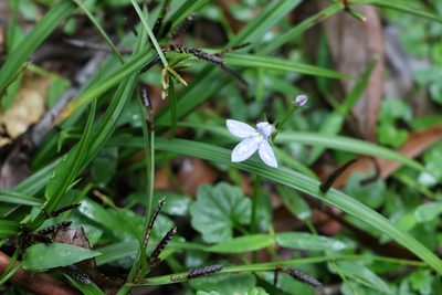 Lobelia trigonocaulis, photographed by Greg Tasney