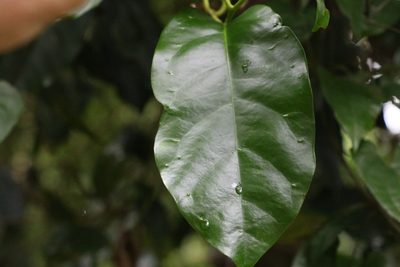 Pennantia cunninghamii, photographed by Greg Tasney