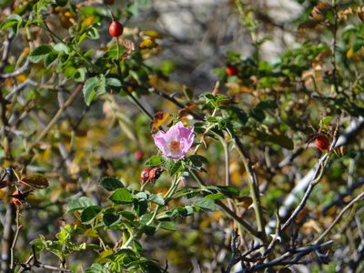 Rosa pulverulenta, photographed by Guillermo Debandi