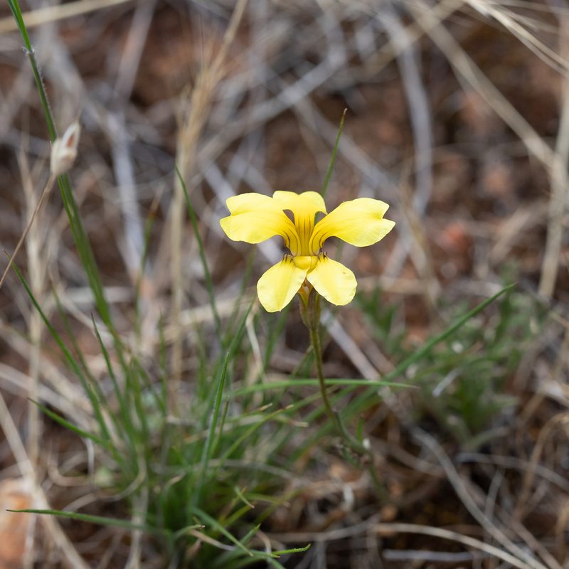 Goodenia pinnatifida, photographed by Kym Nicolson