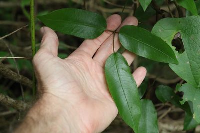 Cephalaralia cephalobotrys, photographed by Greg Tasney