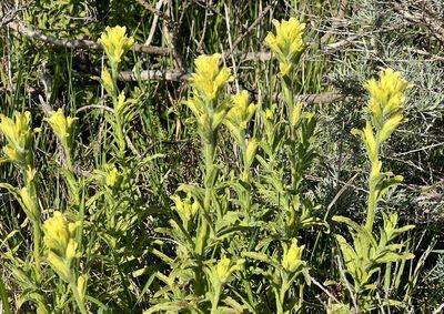 Castilleja wightii, photographed by Chuck Wilson