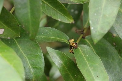 Wilkiea macrophylla, photographed by Greg Tasney