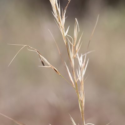Austrostipa blackii, photographed by Kym Nicolson