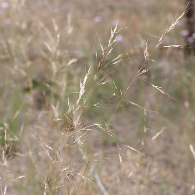 Austrostipa blackii, photographed by Kym Nicolson