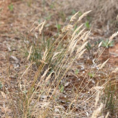 Rytidosperma caespitosum, photographed by Kym Nicolson
