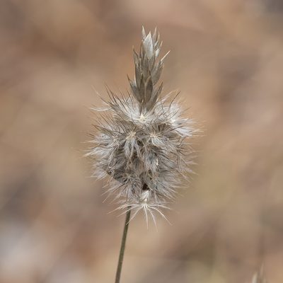 Enneapogon nigricans, photographed by Kym Nicolson