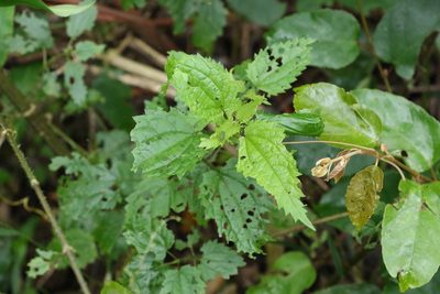 Urtica incisa, photographed by Greg Tasney