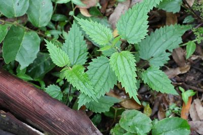 Urtica incisa, photographed by Greg Tasney