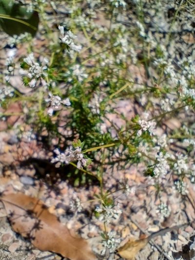 Poranthera ericifolia, photographed by Tricia Kaye