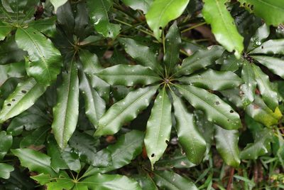 Heritiera actinophylla, photographed by Greg Tasney