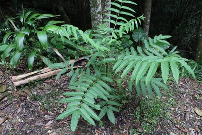 Polyscias murrayi, photographed by Greg Tasney