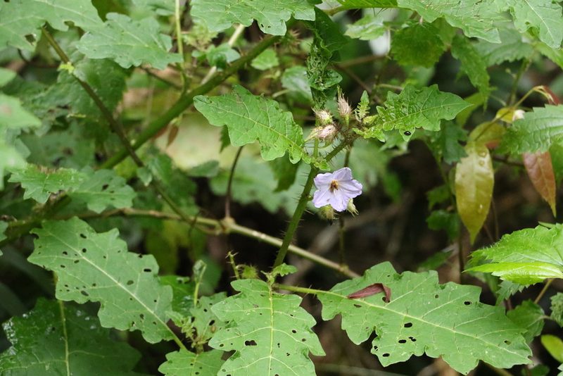Solanum vicinum, photographed by Greg Tasney