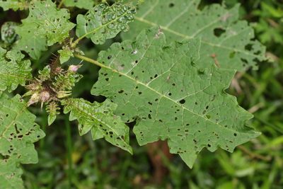Solanum vicinum, photographed by Greg Tasney