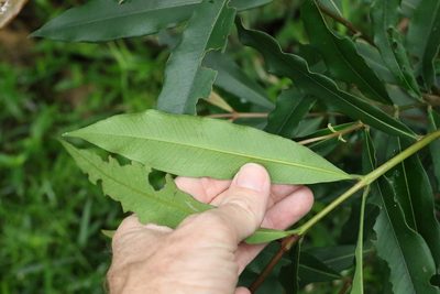 Syzygium ingens, photographed by Greg Tasney