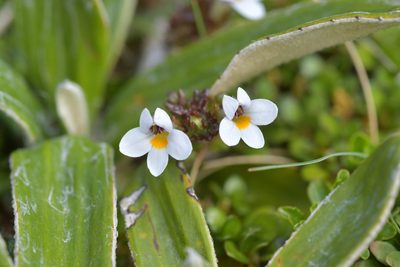 Euphrasia zelandica, photographed by Christopher Stephens