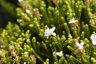 Veronica tetragona, photographed by Christopher Stephens