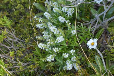 Veronica truncatula, photographed by Christopher Stephens