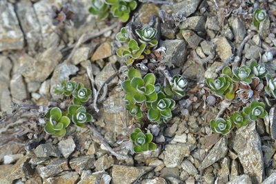 Anaphalioides bellidioides, photographed by Christopher Stephens