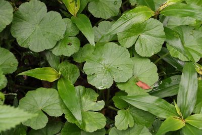 Hydrocotyle pedicellosa, photographed by Greg Tasney