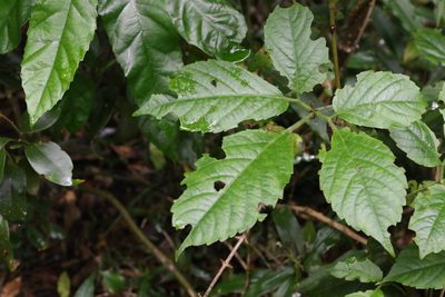 Causonis eurynema, photographed by Greg Tasney