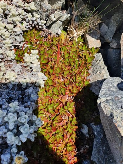 Epilobium crassum, photographed by Danielle Munster