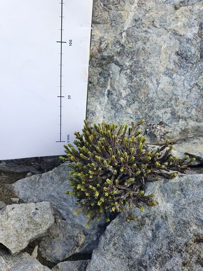 Veronica tetrasticha, photographed by Danielle Munster