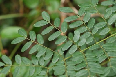 Mezoneuron scortechinii, photographed by Greg Tasney