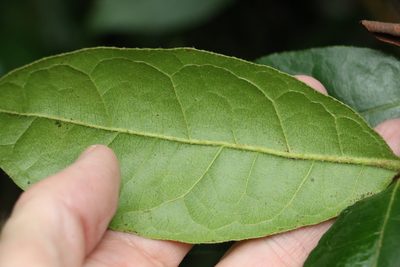 Palmeria foremanii, photographed by Greg Tasney