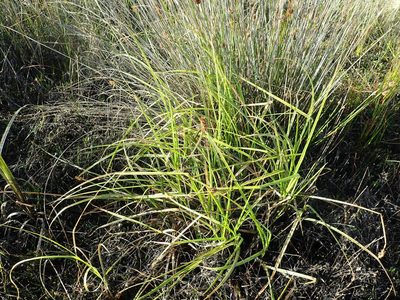 Carex otrubae, photographed by Arnim Littek