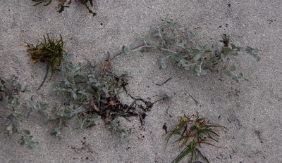 Helichrysum litorale, photographed by Tony Rebelo