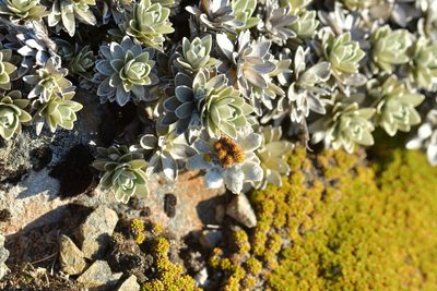Leucogenes leontopodium, photographed by Christopher Stephens