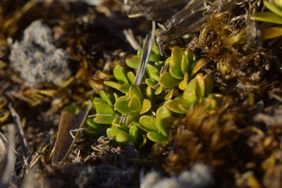 Coprosma perpusilla, photographed by Christopher Stephens