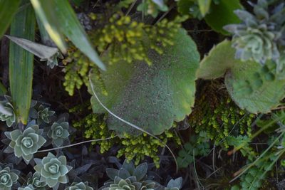 Ranunculus insignis, photographed by Christopher Stephens