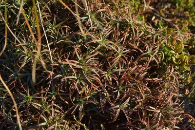 Dracophyllum recurvum, photographed by Christopher Stephens