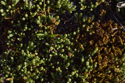 Kelleria dieffenbachii, photographed by Christopher Stephens