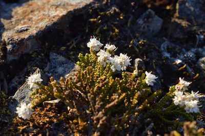 Veronica tetragona, photographed by Christopher Stephens