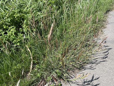 Bothriochloa glabra, photographed by 高山田鼠