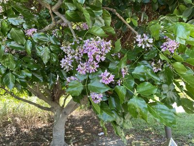 Pongamia pinnata, photographed by 高山田鼠