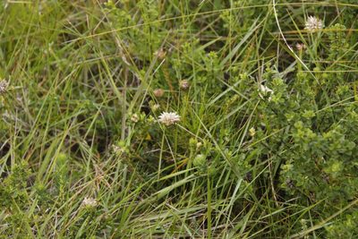 Phylica dodii, photographed by Tony Rebelo