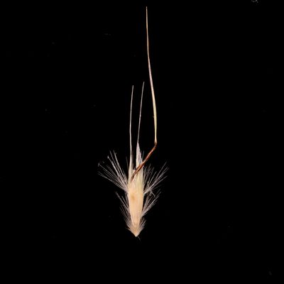 Rytidosperma laeve, photographed by Kym Nicolson