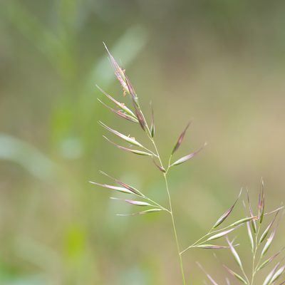 Rytidosperma laeve, photographed by Kym Nicolson