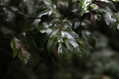 Sarcopteryx stipata, photographed by Greg Tasney