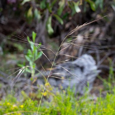 Austrostipa semibarbata, photographed by Kym Nicolson